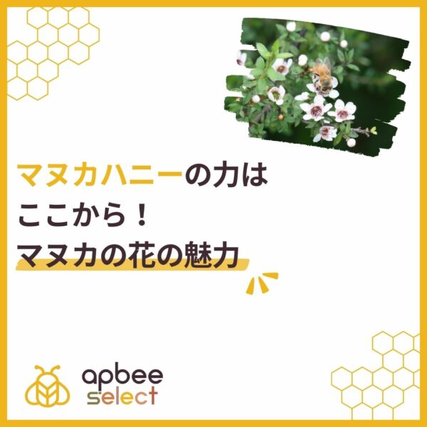 マヌカハニーの力はここから！マヌカの花の魅力